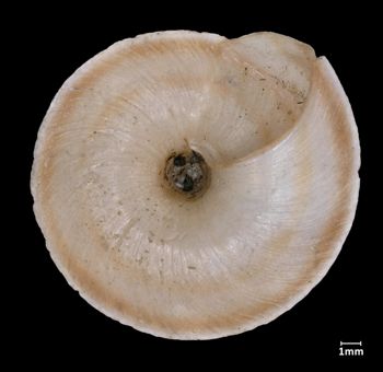 Media type: image;   Malacology 12178 Aspect: basal